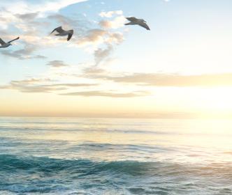 Seagulls flying over the sea during sun rise