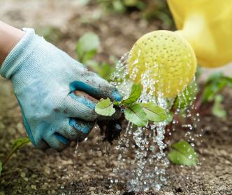 A gardener watering a small plant with a watering can